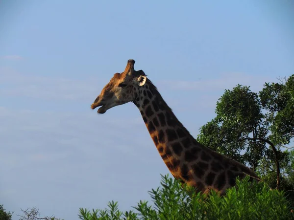 Gasping Giraffe Walk — стоковое фото