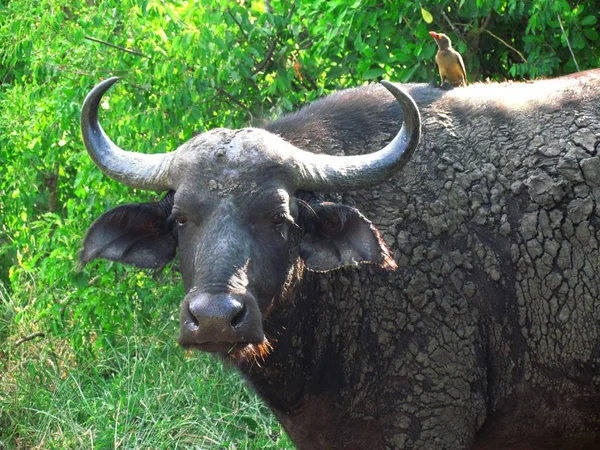 Muddy Wildebeest Com Amigo — Fotografia de Stock