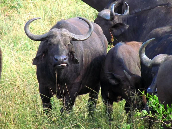 Wildebeest Sacando Lengua —  Fotos de Stock