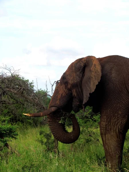 Ein Elefant Beim Mittagessen Nach Seinem Schlammbad — Stockfoto