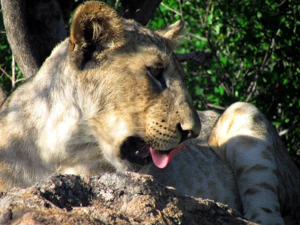 ライオンの赤ちゃんの舌を出す — ストック写真