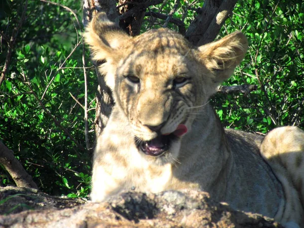 あくびを持つライオンの子 — ストック写真