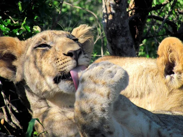 Lion Cub Licking Its Paw — Stock Photo, Image