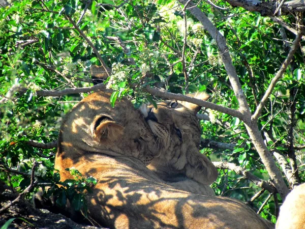 Lion Cubs Spelen Bijten — Stockfoto