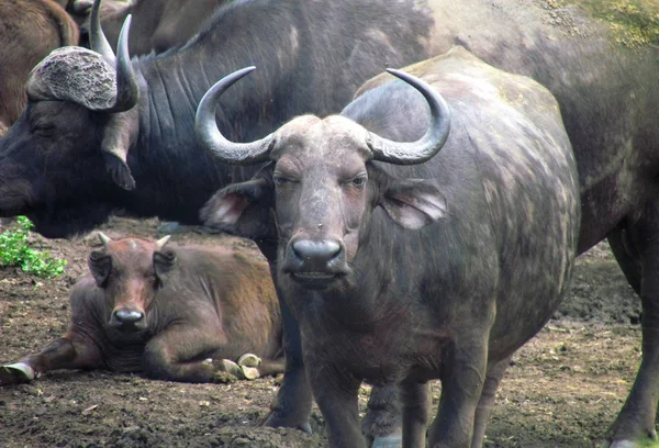 Buffalo Skupina Odpočíval — Stock fotografie