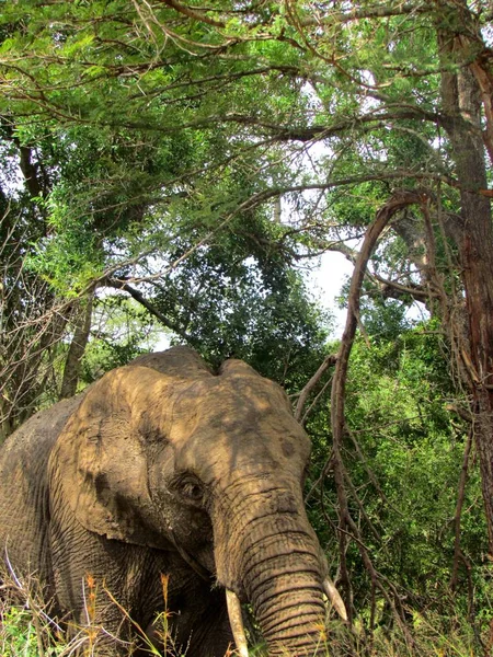 Elefante Che Cammina Tra Gli Alberi — Foto Stock