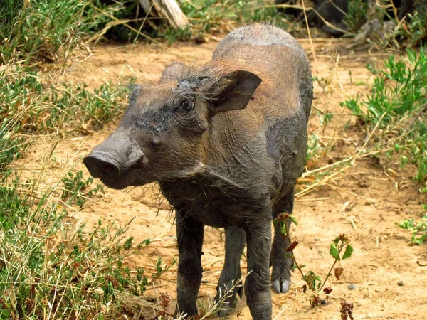 Proud Baby Warthog Mud Bath Stock Picture