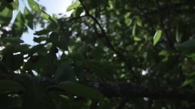 Güneş ve Rüzgar kiraz ağacı