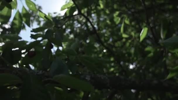 Kirschbaum im Sonnenlicht und Wind — Stockvideo