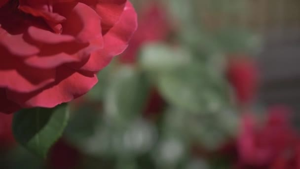 Rote Rosen in Großaufnahme draußen im Garten — Stockvideo