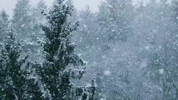Nieve cayendo en el invierno en el abeto perenne — Vídeos de Stock
