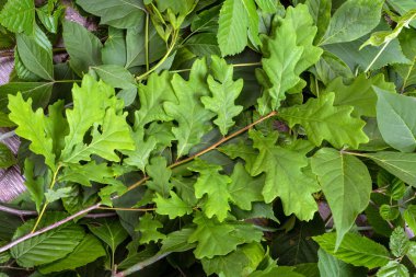 Birçok yeşil yaprakları. Güzel taze yaprakları ile yeşil arka plan