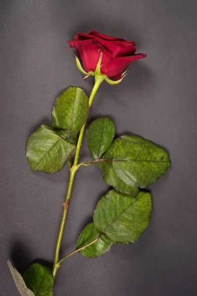 Close Bela Rosa Com Amor Preto — Fotografia de Stock