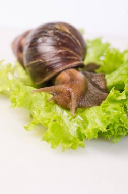 salyangoz üzerinde yeşil salata