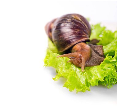 salyangoz üzerinde yeşil salata