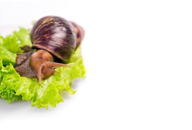 salyangoz üzerinde yeşil salata