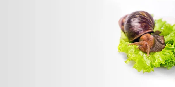 Snail on green salad — Stock Photo, Image