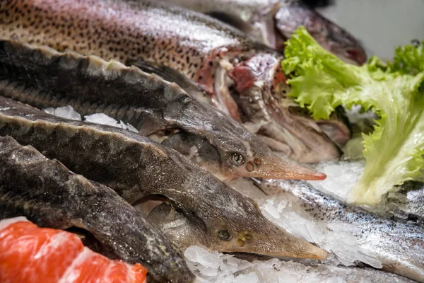 Ryby na počítadle v supermarketu — Stock fotografie