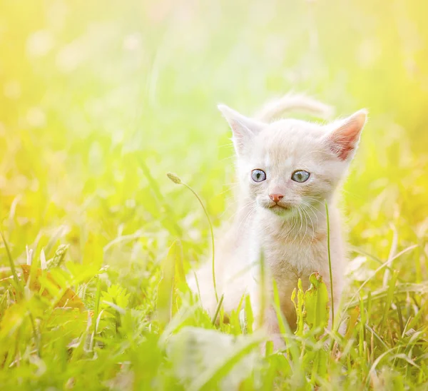 Маленький котенок, открытый — стоковое фото