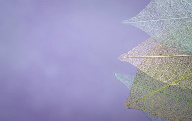 Mevsimlik arka plan, iskelet yapraklarda yakın çekim