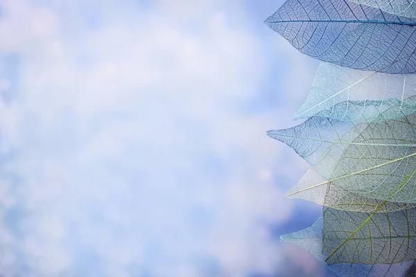 Skeleton leaves on blured background, close up — Stock Photo, Image