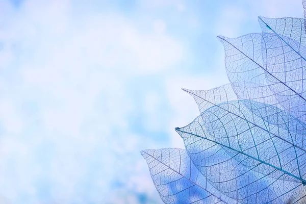 Scheletro foglie su sfondo azzurrato, primo piano — Foto Stock