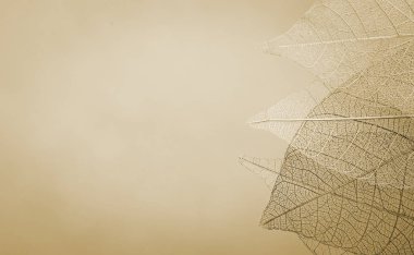 Mevsimlik arka plan, iskelet yapraklarda yakın çekim