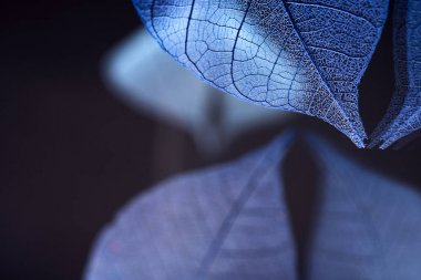 Mevsimlik arka plan, iskelet yapraklarda yakın çekim