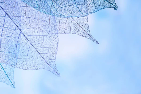 Folhas de esqueleto no fundo azul, close-up — Fotografia de Stock