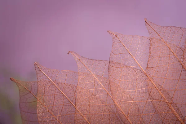 Skjelettblader på blendet bakgrunn, nærbilde – stockfoto