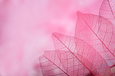 Mevsimlik arka plan, iskelet yapraklarda yakın çekim