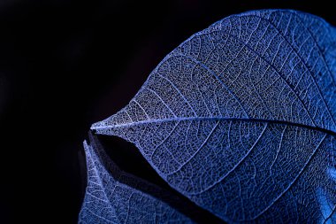 Mevsimlik arka plan, iskelet yapraklarda yakın çekim