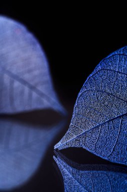 Mevsimlik arka plan, iskelet yapraklarda yakın çekim