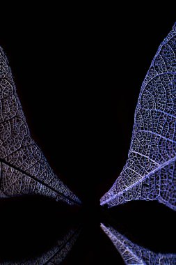 Mevsimlik arka plan, iskelet yapraklarda yakın çekim