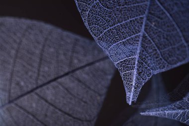 Mevsimlik arka plan, iskelet yapraklarda yakın çekim