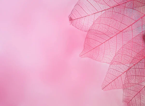 Skeleton leaves on blured background, close up — Stock Photo, Image