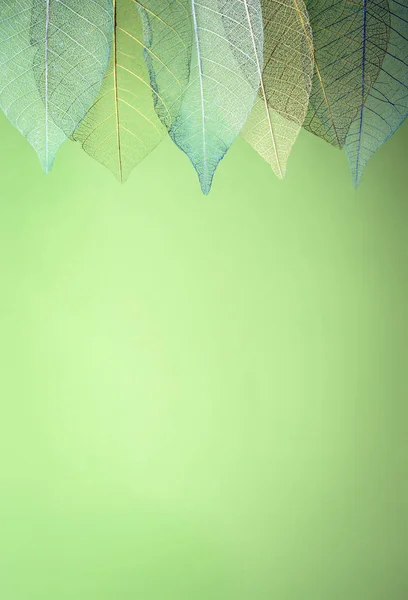 Szkielet liści na tle blured, zbliżenie — Zdjęcie stockowe