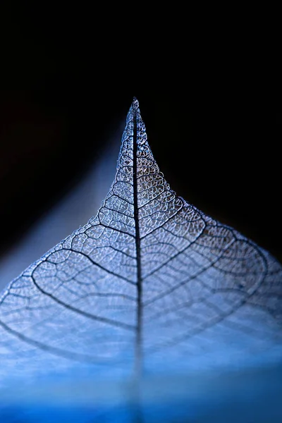 Skelett blad på blured bakgrund, närbild — Stockfoto