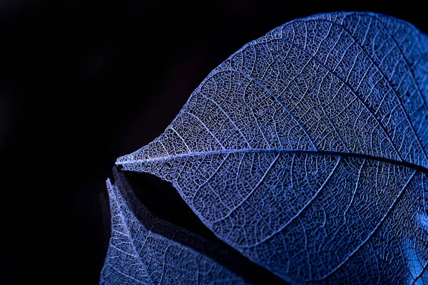 뼈대 잎 blured 배경에 가까이 — 스톡 사진