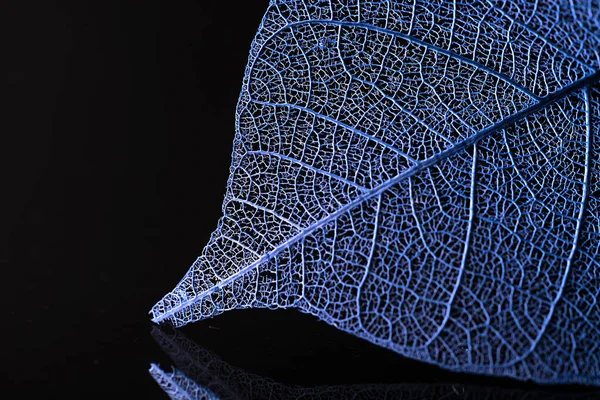 Feuilles de squelette sur fond bleu, gros plan — Photo