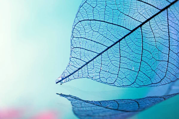 Feuilles de squelette sur fond bleu, gros plan — Photo