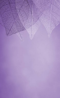 Mevsimlik arka plan, iskelet yapraklarda yakın çekim