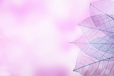 Mevsimlik arka plan, iskelet yapraklarda yakın çekim