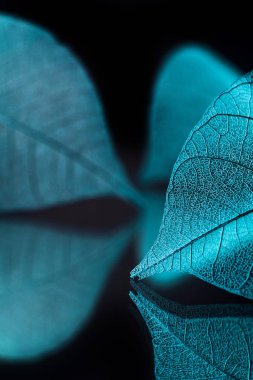 Mevsimlik arka plan, iskelet yapraklarda yakın çekim