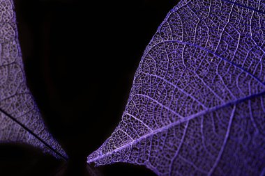 Mevsimlik arka plan, iskelet yapraklarda yakın çekim