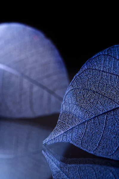 Скелет листья на размытом фоне, крупным планом — стоковое фото