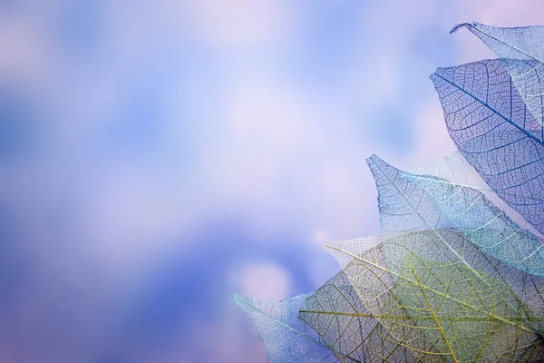 Skeleton leaves on blured background, close up