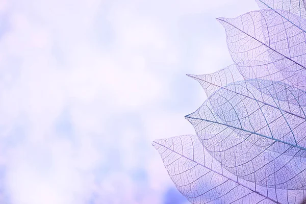 Szkielet liści na tle blured, zbliżenie — Zdjęcie stockowe