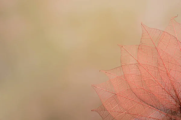 Kostry listy na blured pozadí, zblízka — Stock fotografie