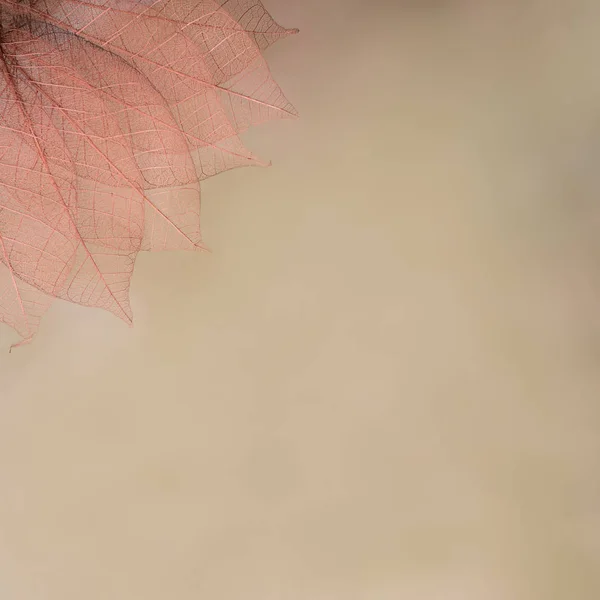 Scheletro foglie su sfondo azzurrato, primo piano — Foto Stock